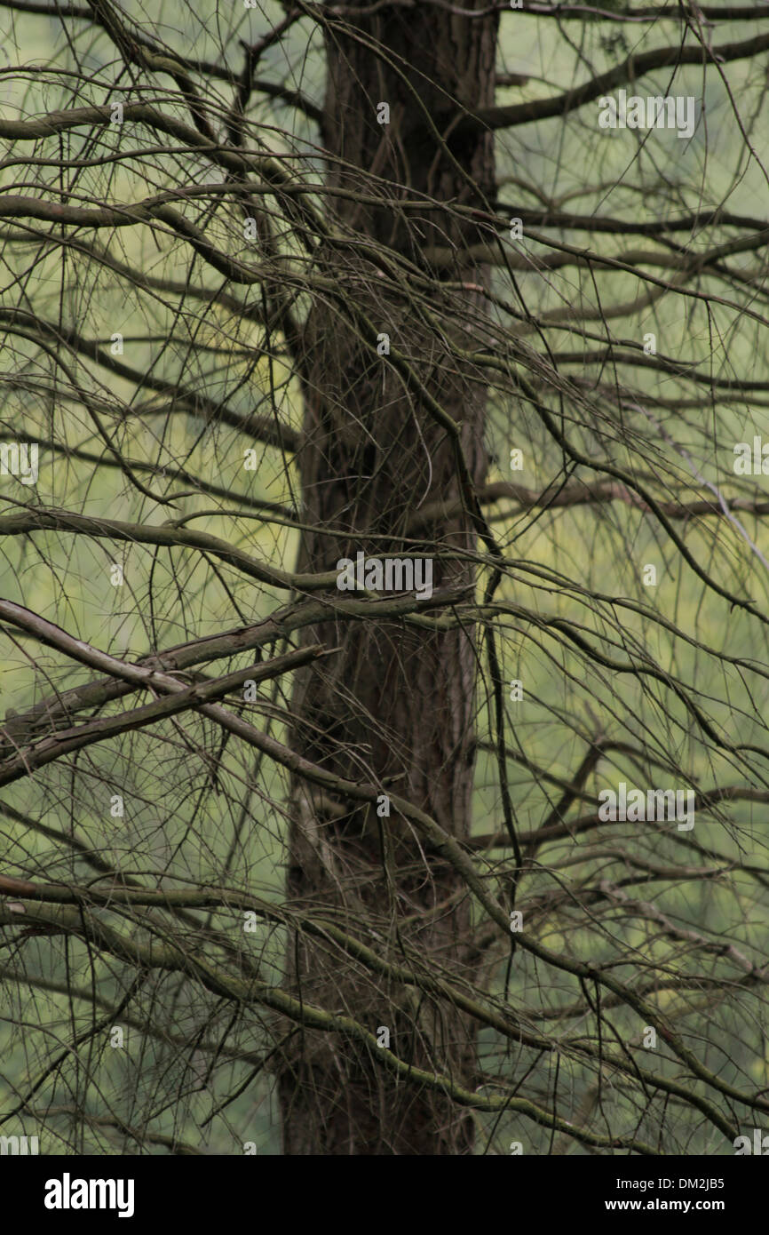 Gewirr der Zweige im Wald Surrey, England Stockfoto