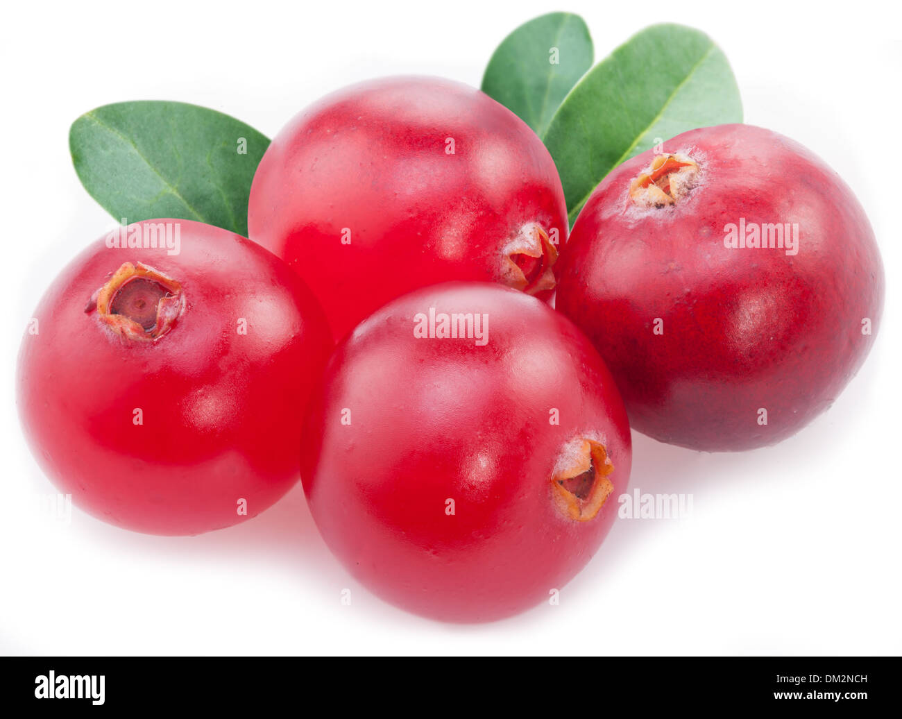 Preiselbeeren mit Blättern auf einem weißen Hintergrund. Stockfoto