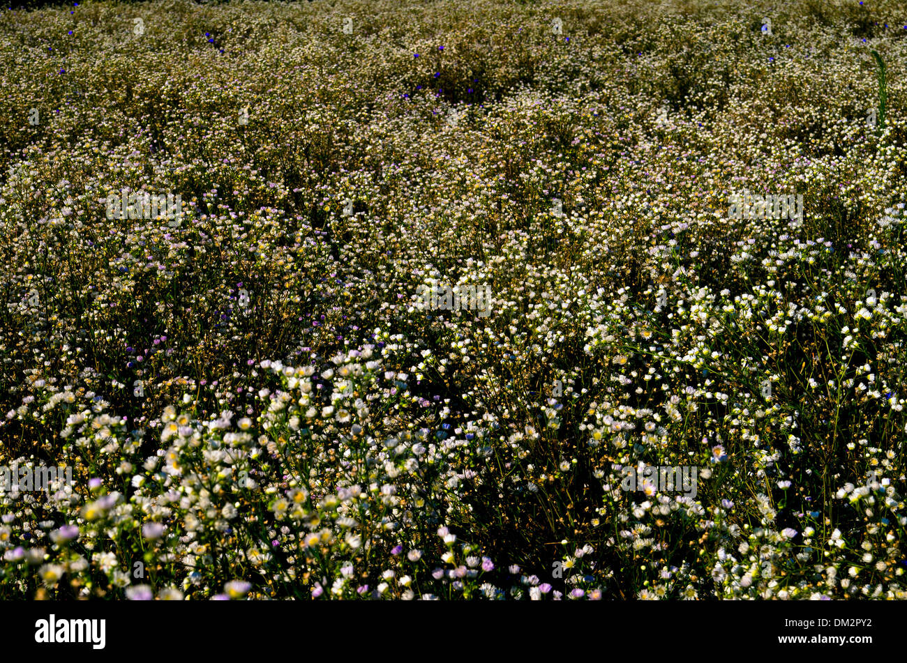 Wiese mit Wildblumen und Kamille. Stockfoto