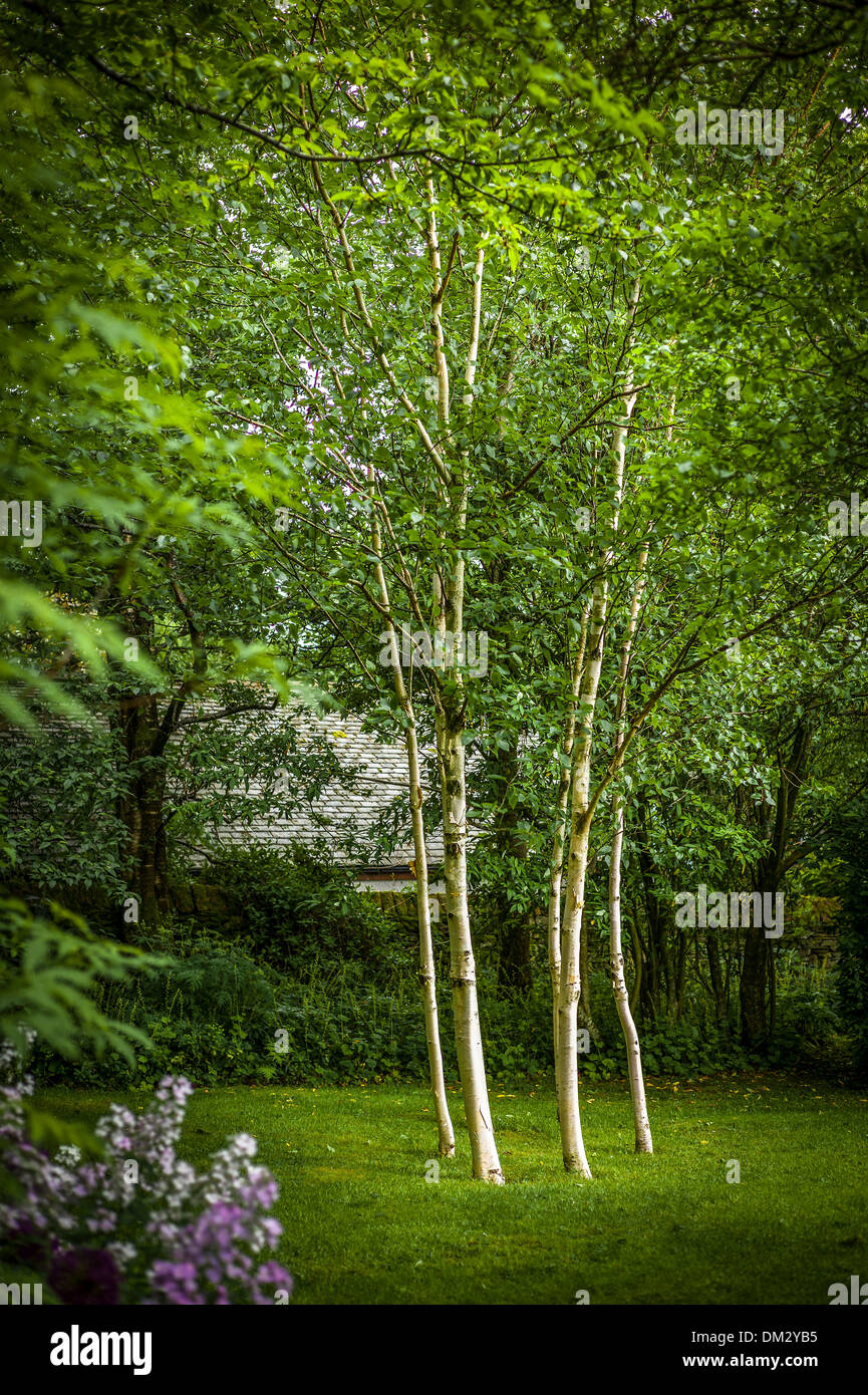 Sechs Silber-Birken in kleinen Wald Garten in Cumbria UK ADA J1294 Stockfoto