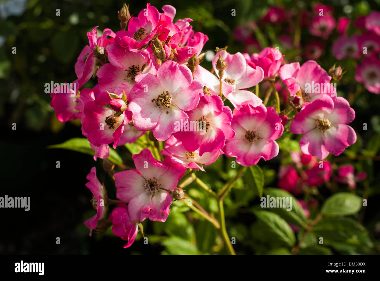 Attraktive Blüten rosa Rose Mozart Stockfoto