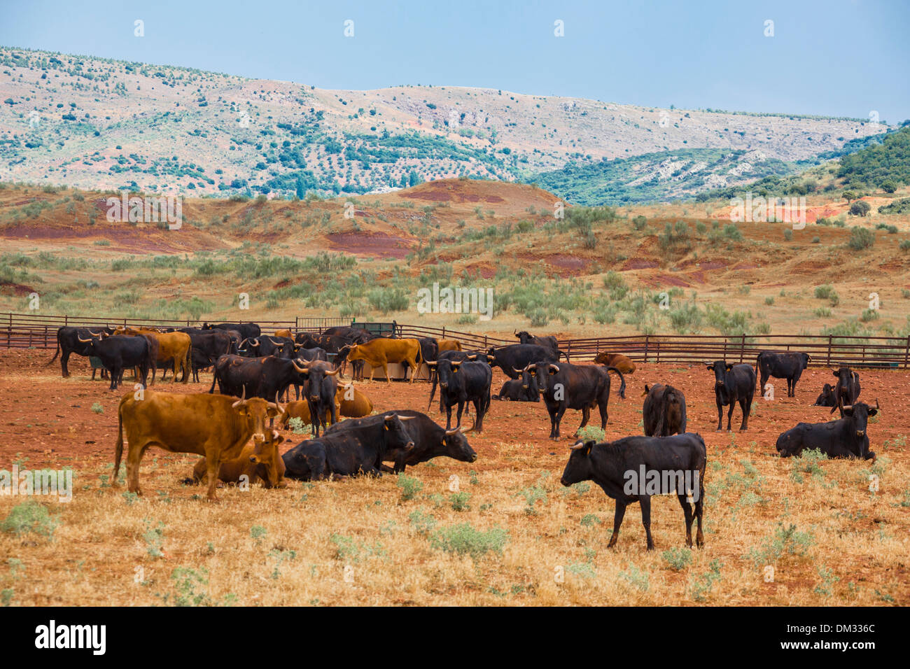 Spanien, Europa, Andalusien, Region, Jaen, Provinz, Bulls, Bauernhof, Landwirtschaft, Vieh, Herde, Kühe, Stockfoto