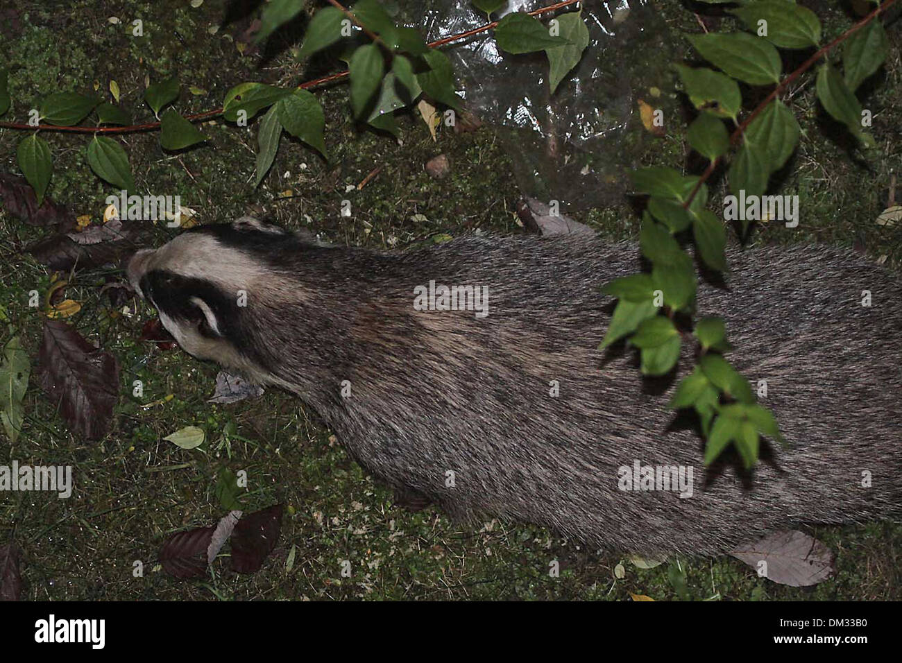 Dachs in einem Garten in der Nacht auf Nahrungssuche Stockfoto