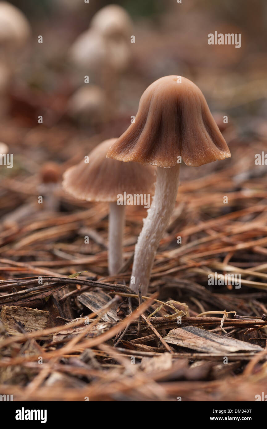 Yong rosa Waxcap mit charakteristischen Form Kappe wie in fernen verschiedene Arten gesehen Stockfoto