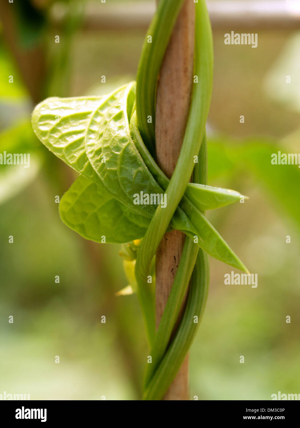 abstrakte Werk Stockfoto