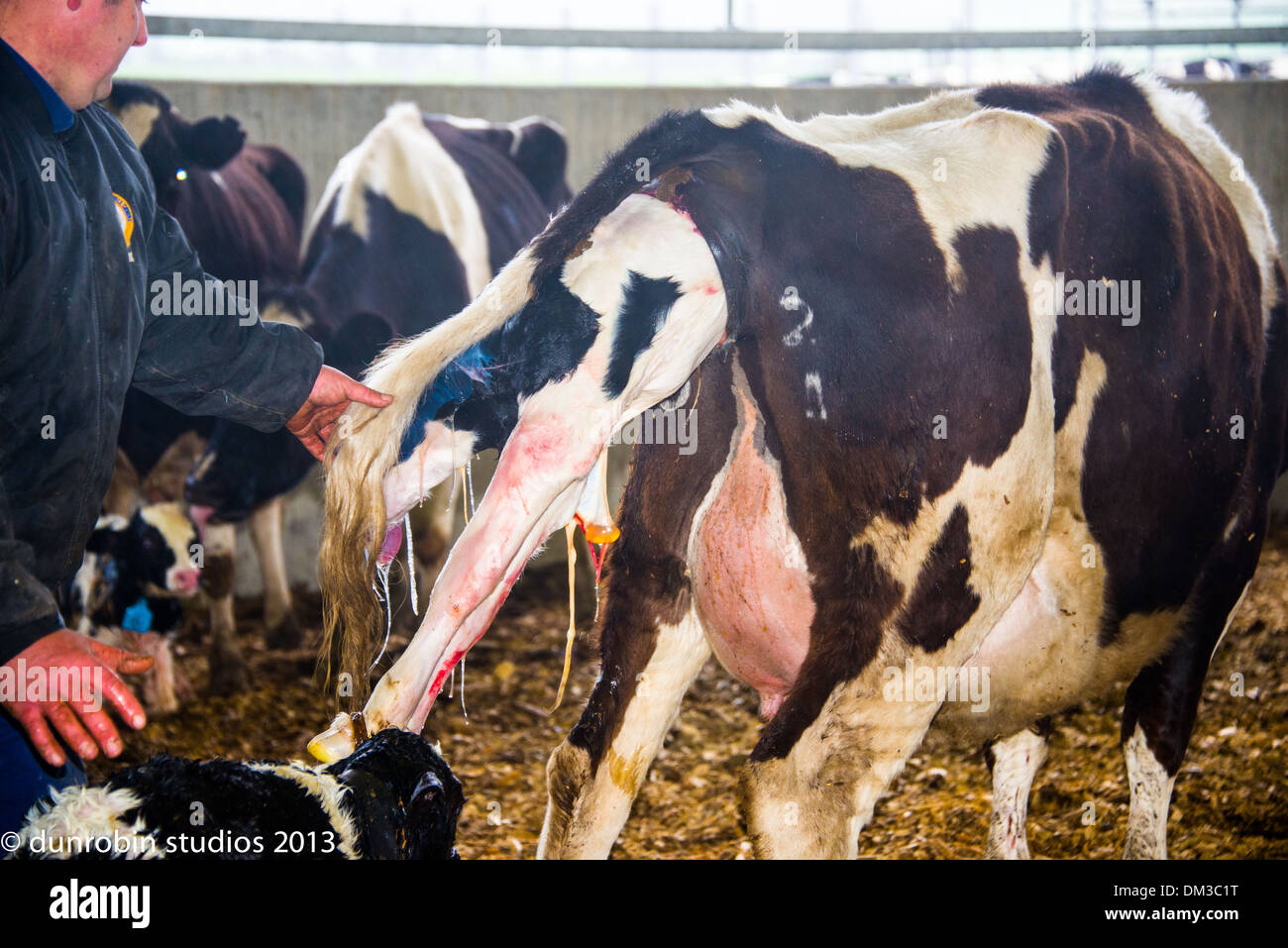 Kuh Vor Dem Ersten Kalben www.alamy.de