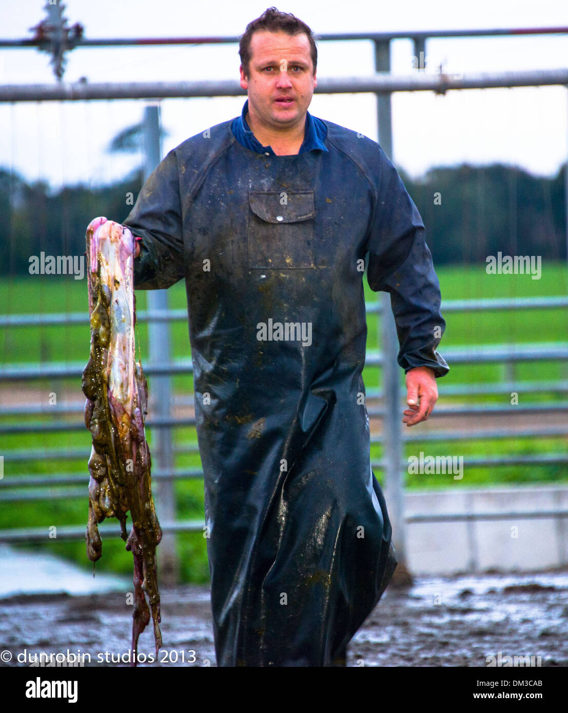 Bauer auf Abmelken Farm in Hof mit der Nachgeburt einer Kuh in seiner Hand zu Fuß in Richtung Kamera mit Feld im Hintergrund Stockfoto