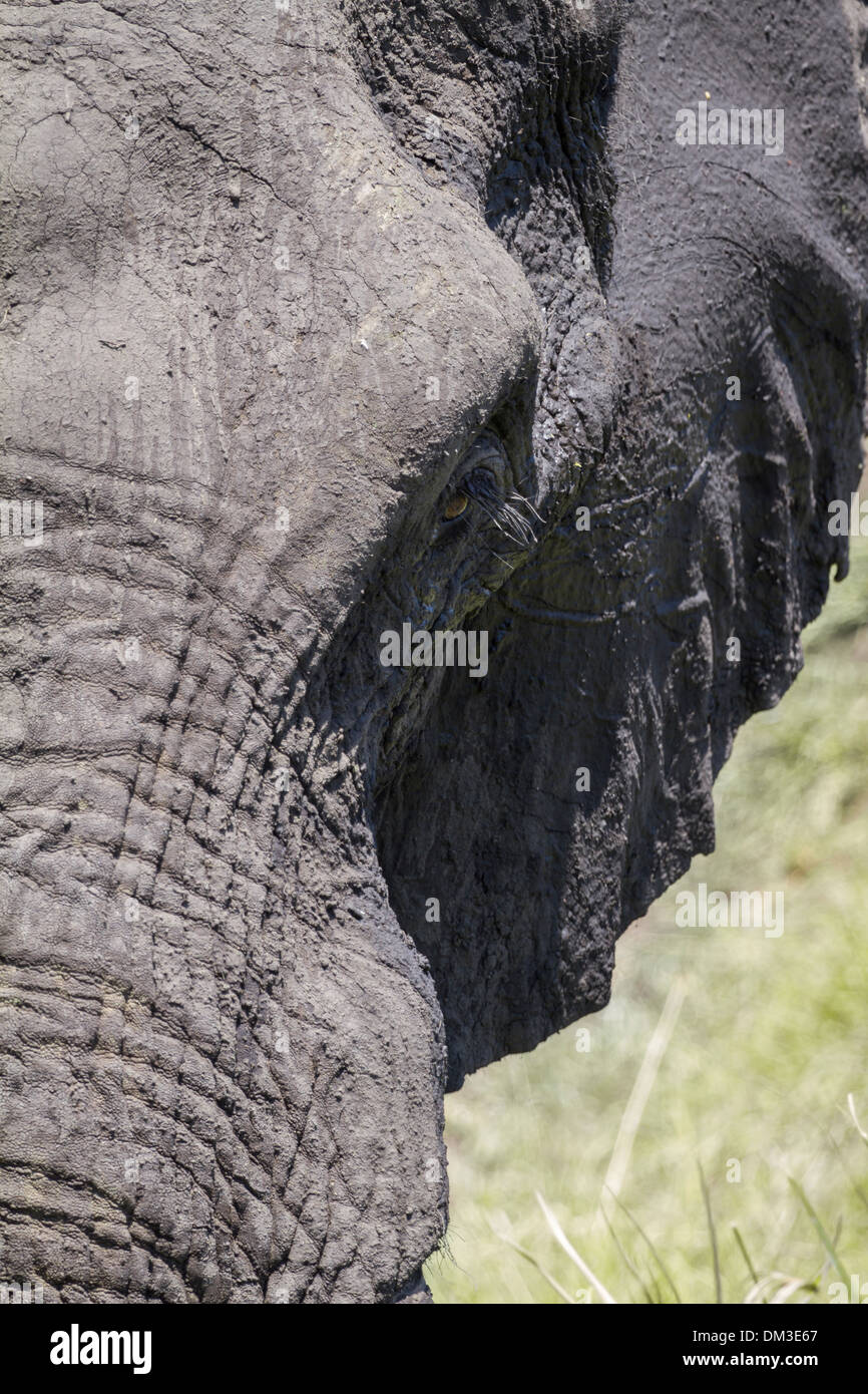 Afrikanischer Elefant (Loxodonta Africana) Bush Elefanten oder Savanna Elefant Stockfoto