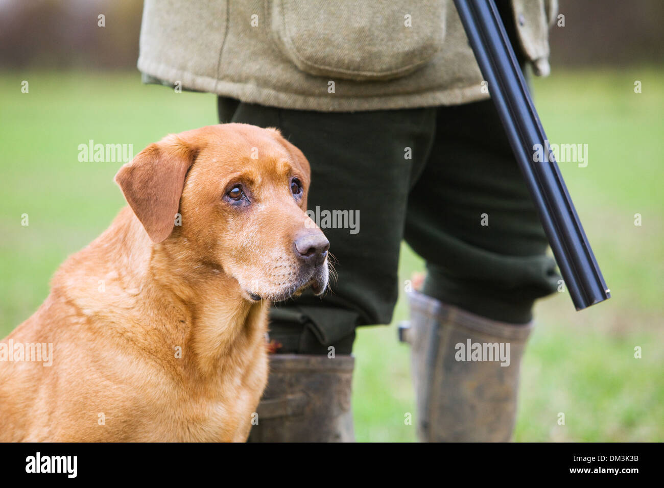 Golden Labrador Retriever mit seinem Besitzer auf einem Fasan schießen in England Stockfoto