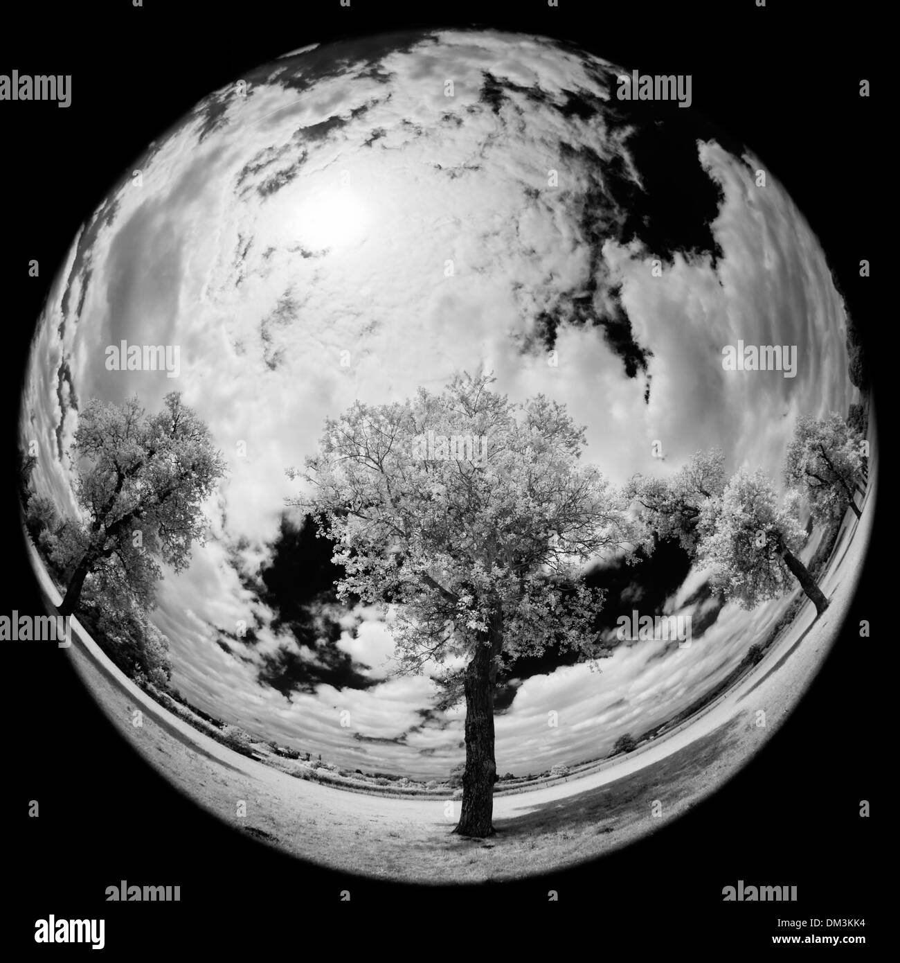 fisheye & Infrarot-Blick auf Bäume nr Milborne Port, Somerset, England Stockfoto