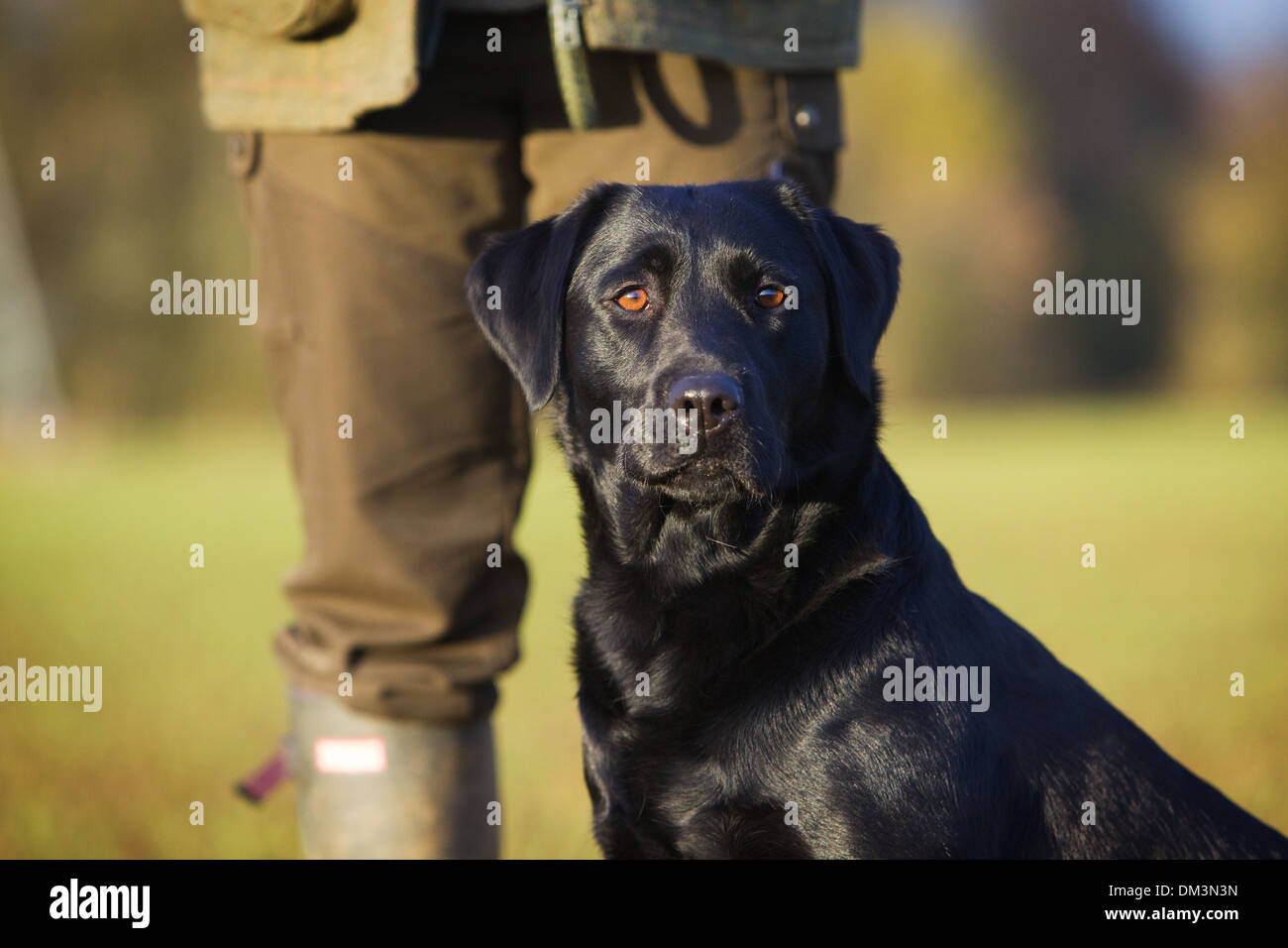 Ein schwarzer Labrador Retriever mit seinem Besitzer auf einem Fasan schießen in England Stockfoto