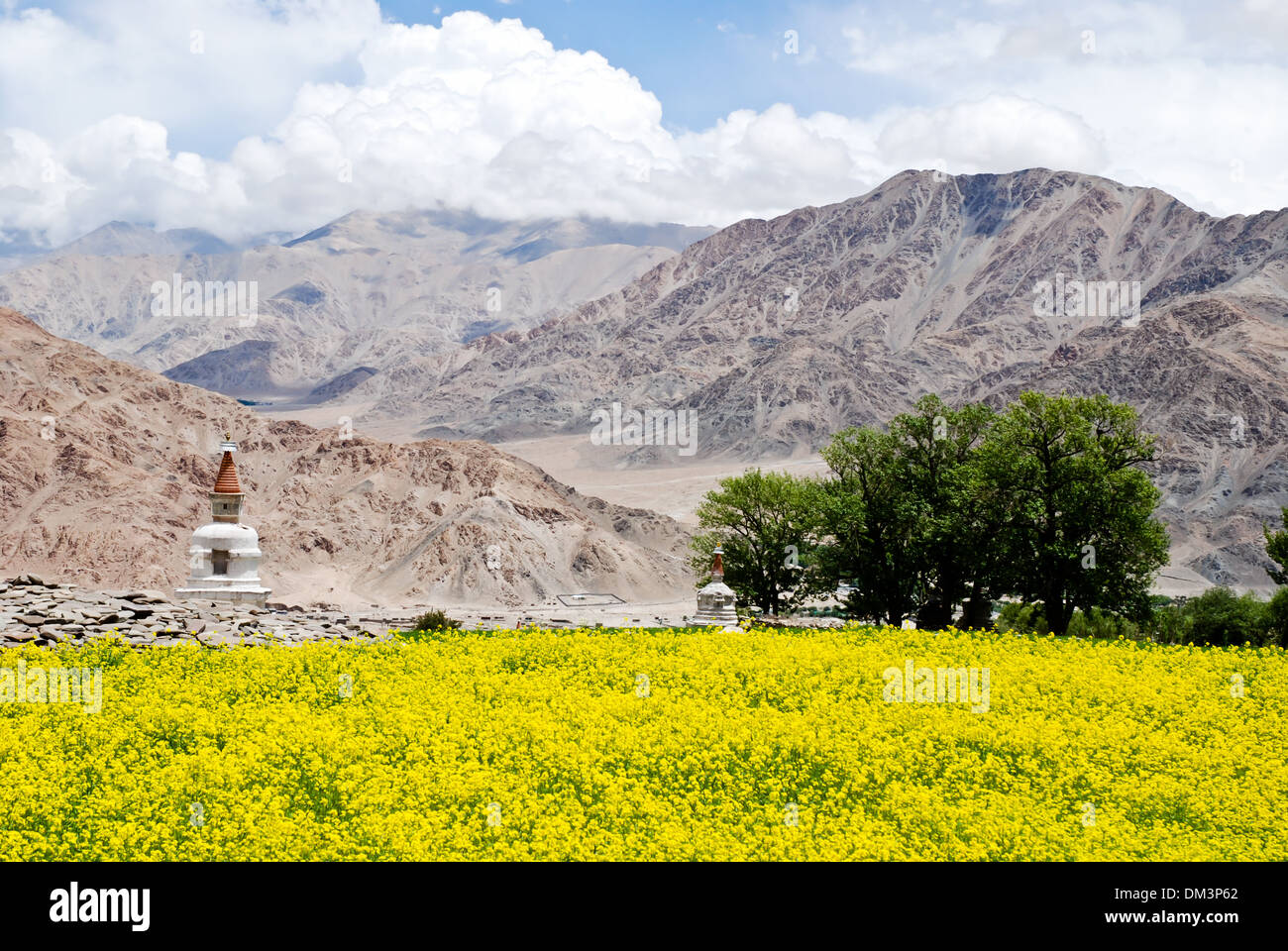 Ladakh, Indien - 13. Juli 2009: einem schönen gelben Senf Feld mit weißen buddhistischen Stupas Stockfoto