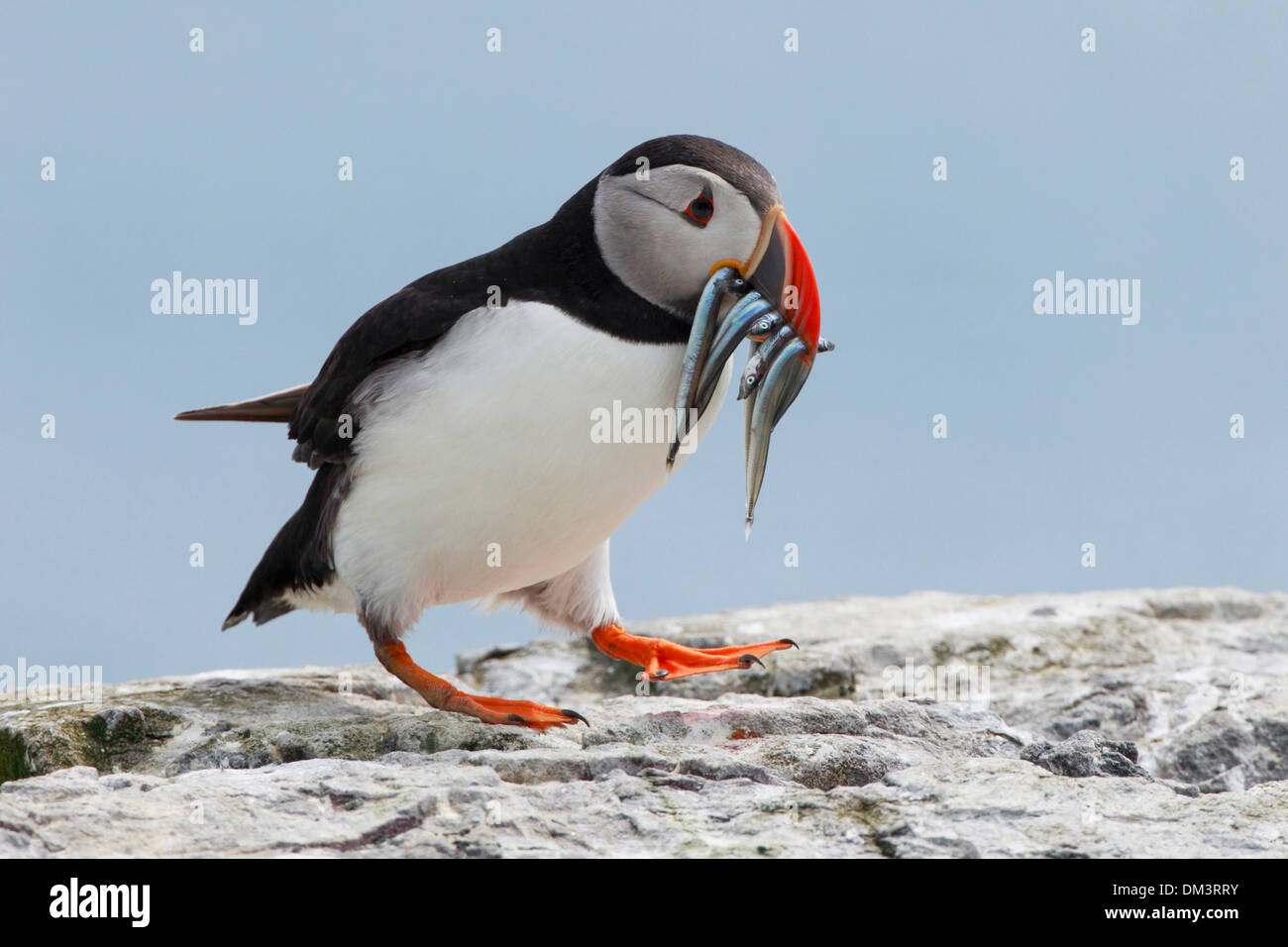 1 Clown Clown Vogel England Essen Essen Farne Islands Fisch Fratercula Arctica Großbritannien Europa Küste Meer Essen Papageientaucher Stockfoto