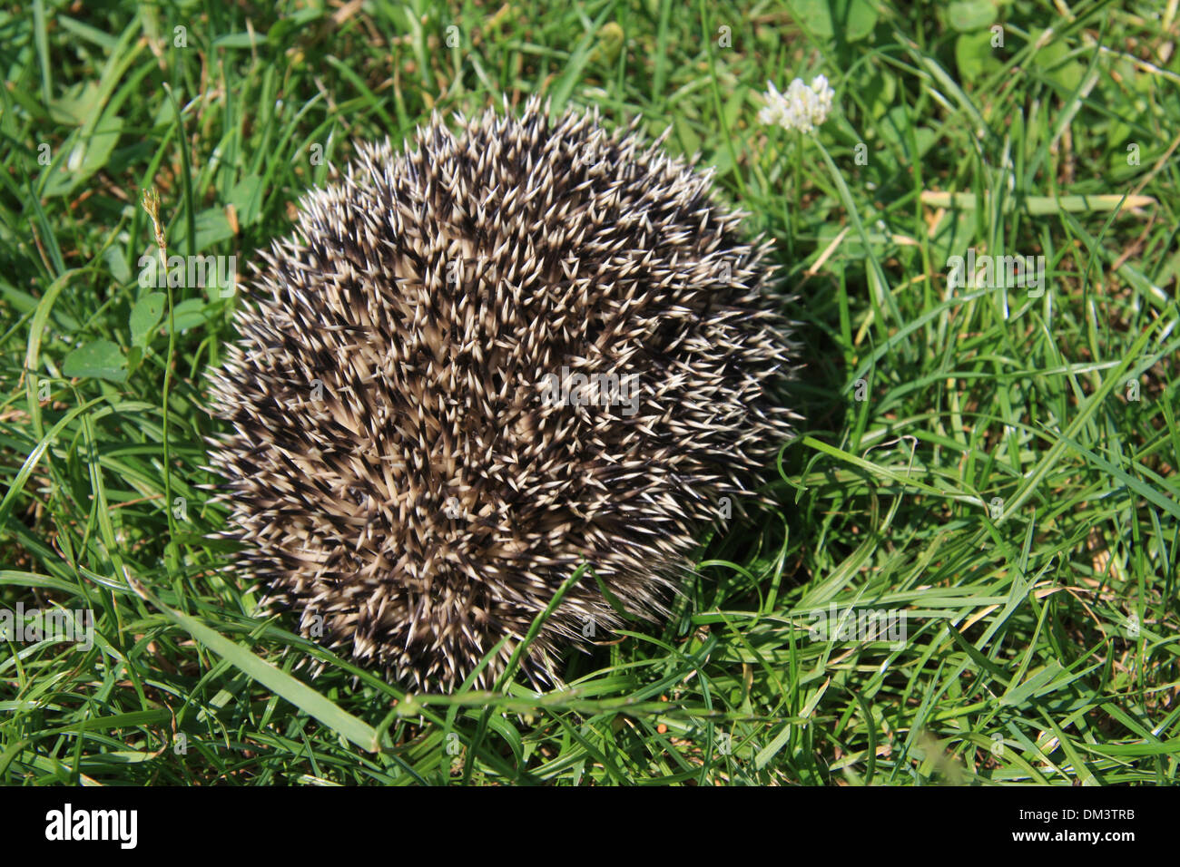 Hedgehog stings Fotos und Bildmaterial in hoher Auflösung Alamy