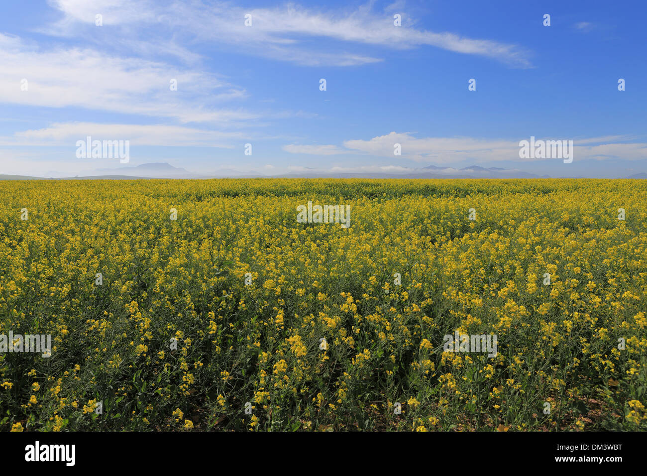 Raps-Felder auf der Autobahn N2 Stockfoto