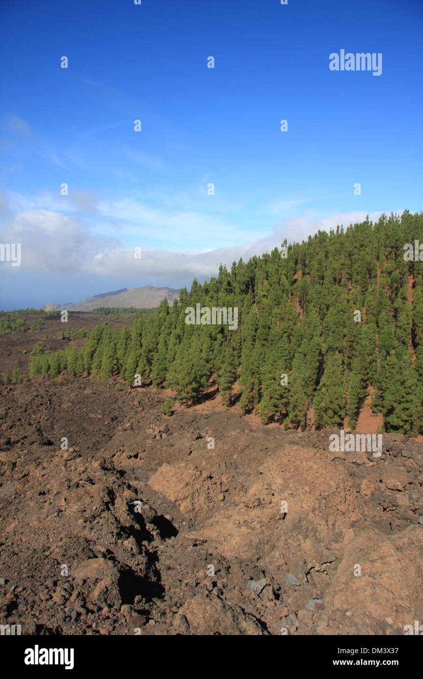 Spanien, Europa, Kanaren, Teneriffa, Landschaft, Landschaft, volcanical, Pinar de Chio, Kiefern, Pinien, Holz, Wald, Steinwüste Stockfoto