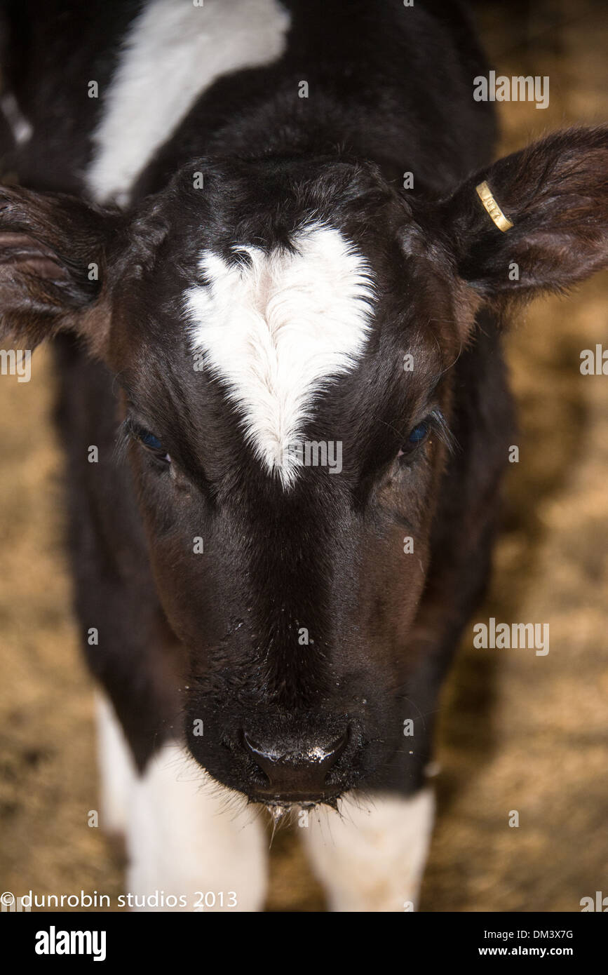 Kalb-Serie schwarz-weiß Färse neugeborenes Kalb einen Tag alt Porträts Schuss in den Kopf und Stand Stockfoto