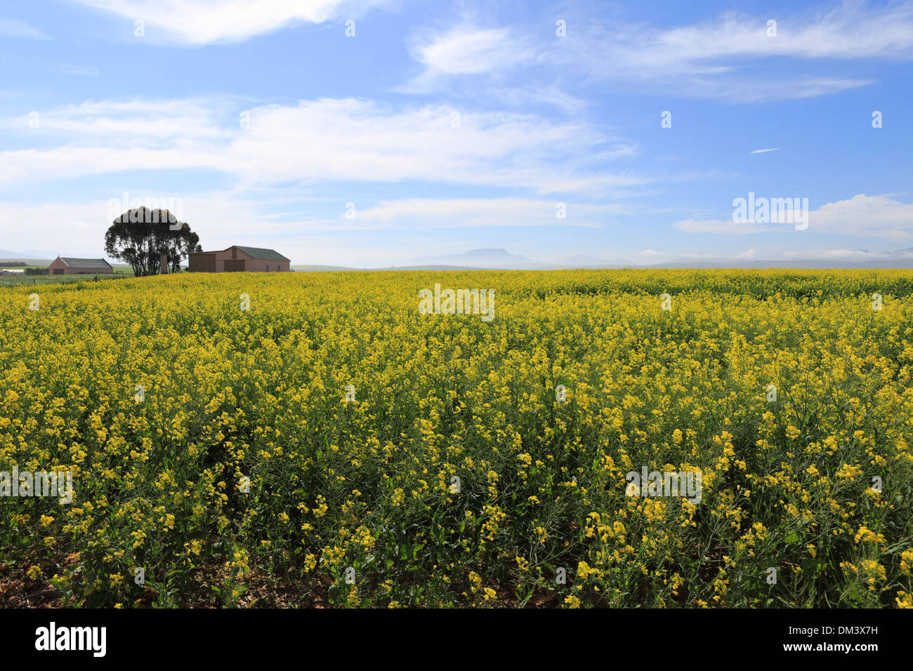 Raps-Felder auf der Autobahn N2 Stockfoto