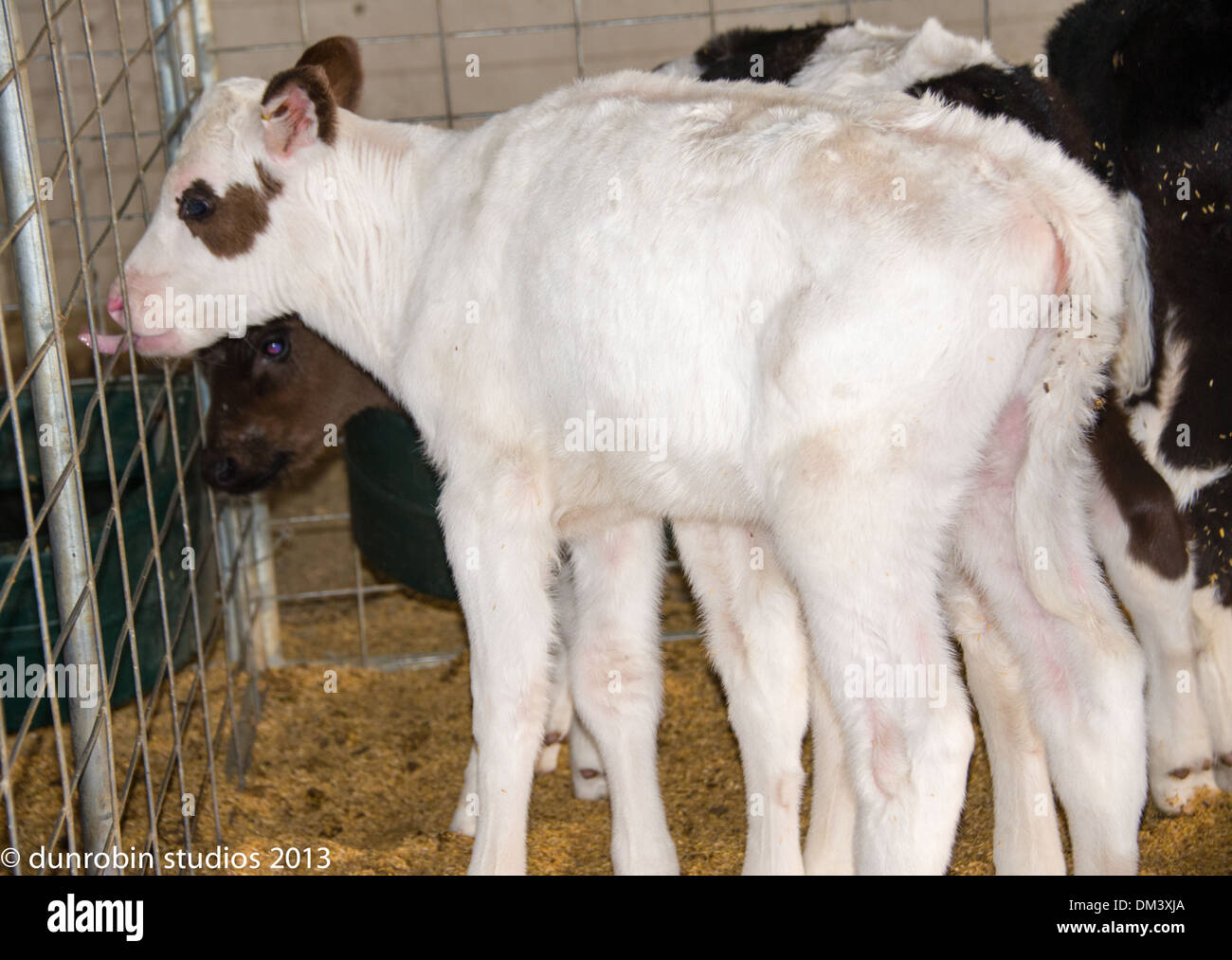 Kalb-Serie schwarz-weiß Färse neugeborenes Kalb einen Tag alt Porträts Schuss in den Kopf und stehende Freishan Kuh Stockfoto