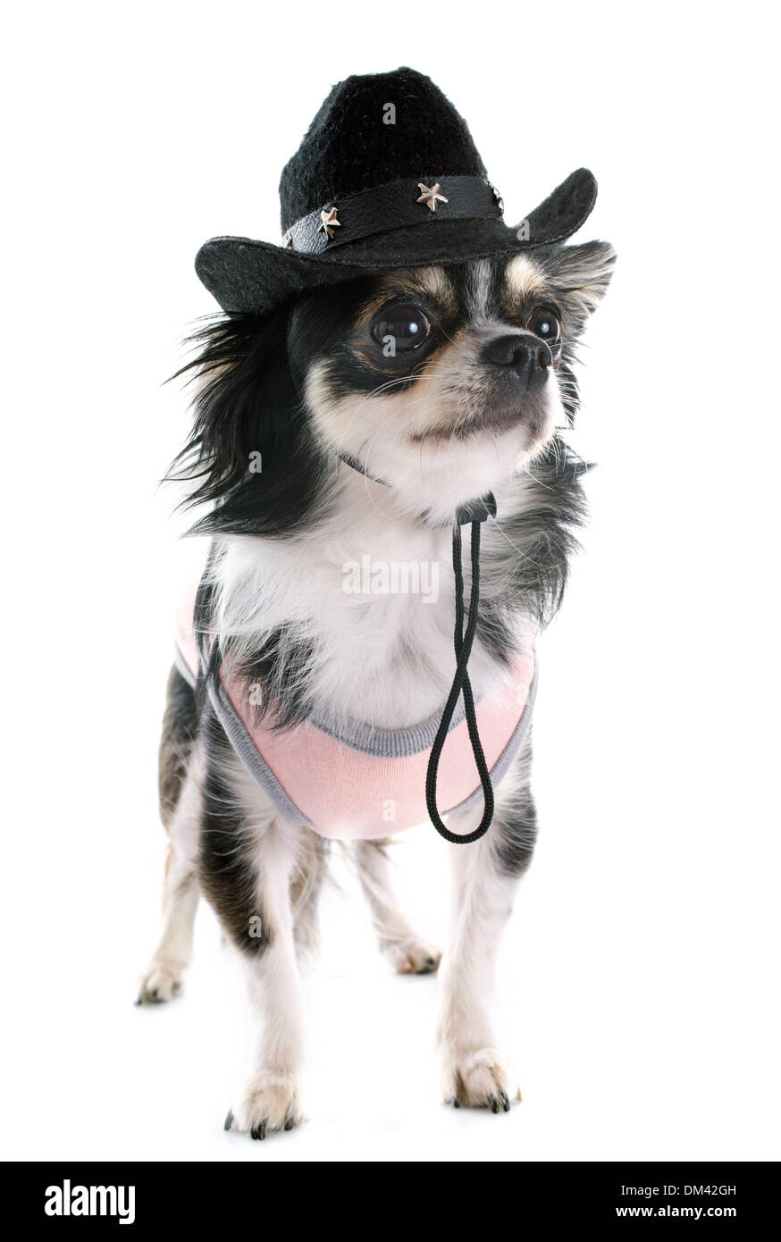 Porträt von einem niedlichen reinrassiger Chihuahua vor weißem Hintergrund Stockfoto