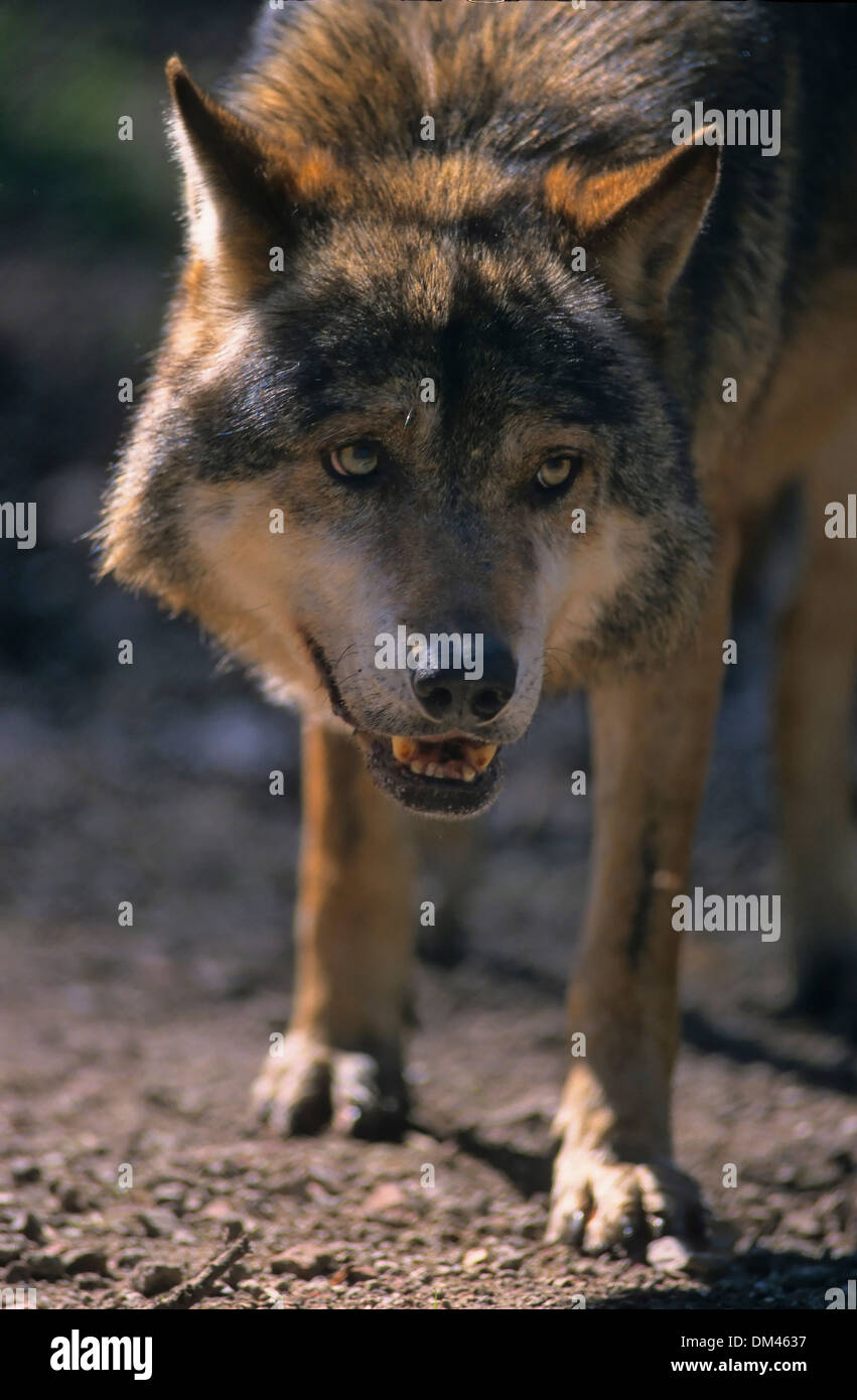 Europäischer Wolf, Wolf (Canis Lupus), europäischer Wolf, Wolf (Canis Lupus) Stockfoto