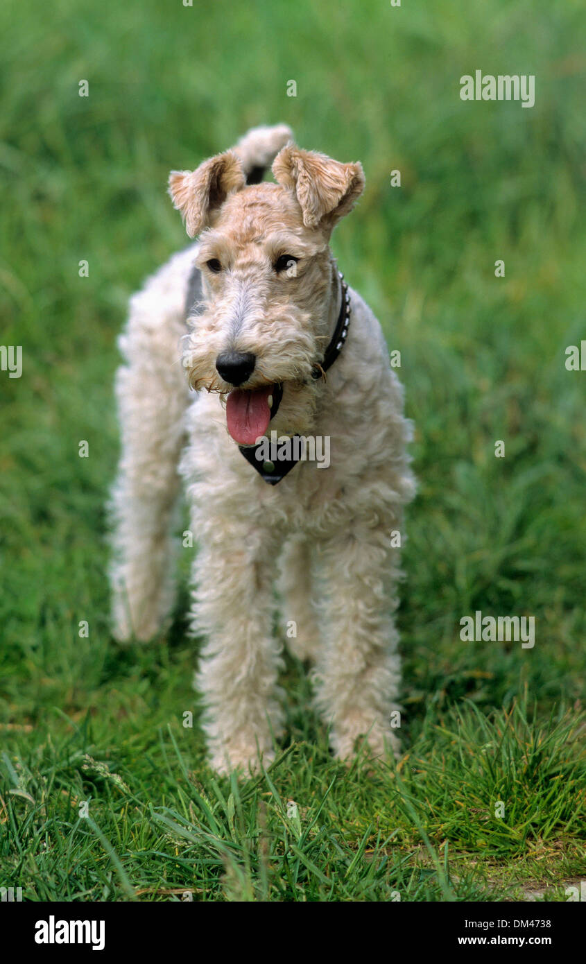 Wire fox terrier Fotos und Bildmaterial in hoher Auflösung Alamy