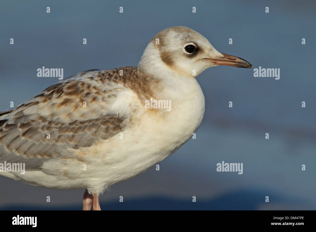 Black-headed Gull (Larus Ridibundus) juvenile Stockfoto