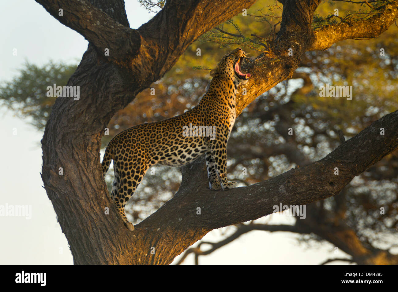 Leopard-Nahaufnahme Stockfoto