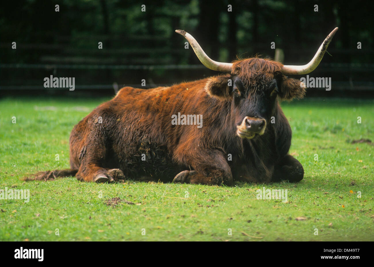 Auerochse Fotos und Bildmaterial in hoher Auflösung Alamy