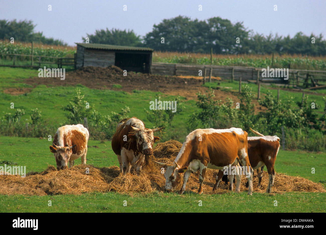 Norwegische Rinder züchten, Telemark-Rinder oder Kuh, Telemarkrind, Norwegische Rinderrasse Telemark Stockfoto
