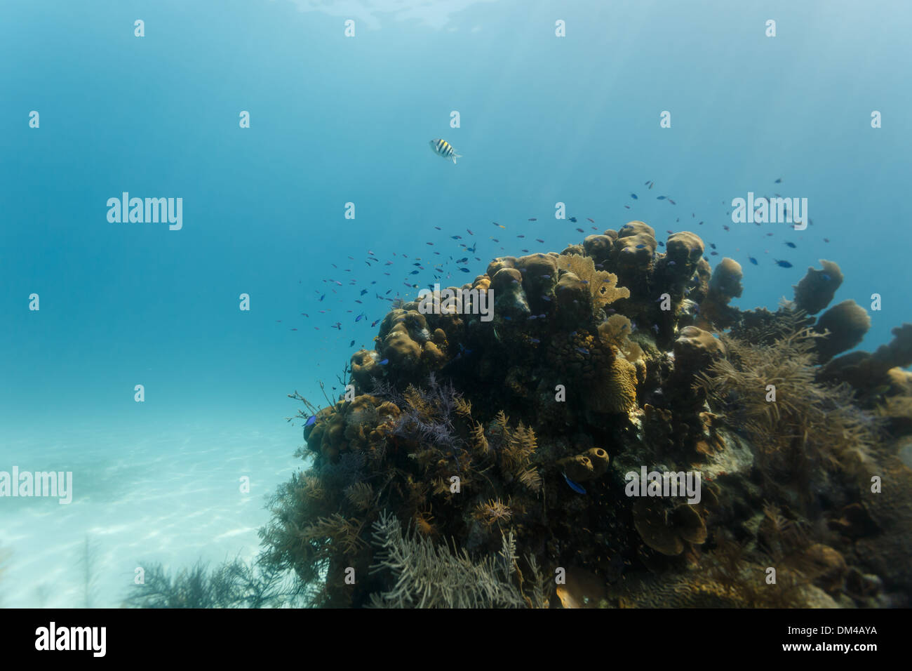 Bunte kleine, tropische Fische schwimmen in der Nähe von Coral outcroppings am Riff in der Karibik Stockfoto