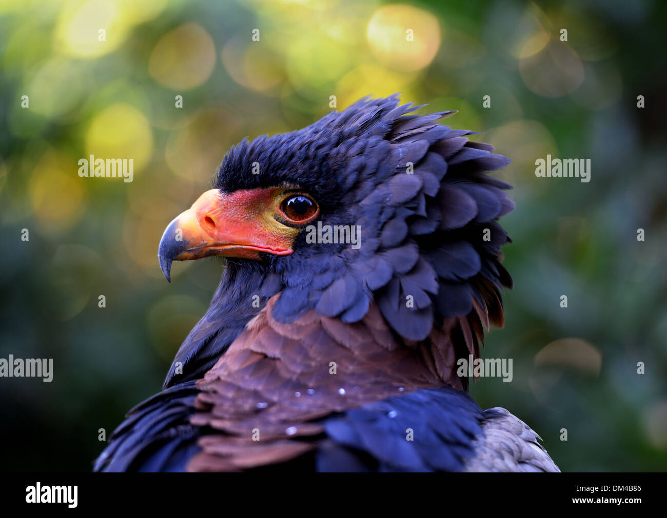 Porträtaufnahme, Kopf, von einem afrikanischen Bateleur Adler Terathopius Ecaudatus. Stockfoto