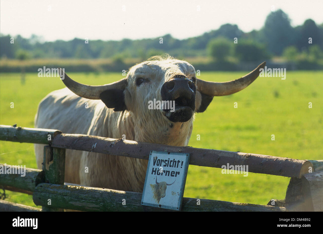 White Park Rinder, White Park, Englisches Parkrind Stockfoto