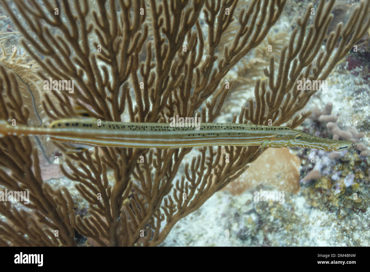 Closeup coronet Fisch oder needlefish schwimmt horizontal unter Zweig Coral die Tarnung auf dem Korallenriff Stockfoto