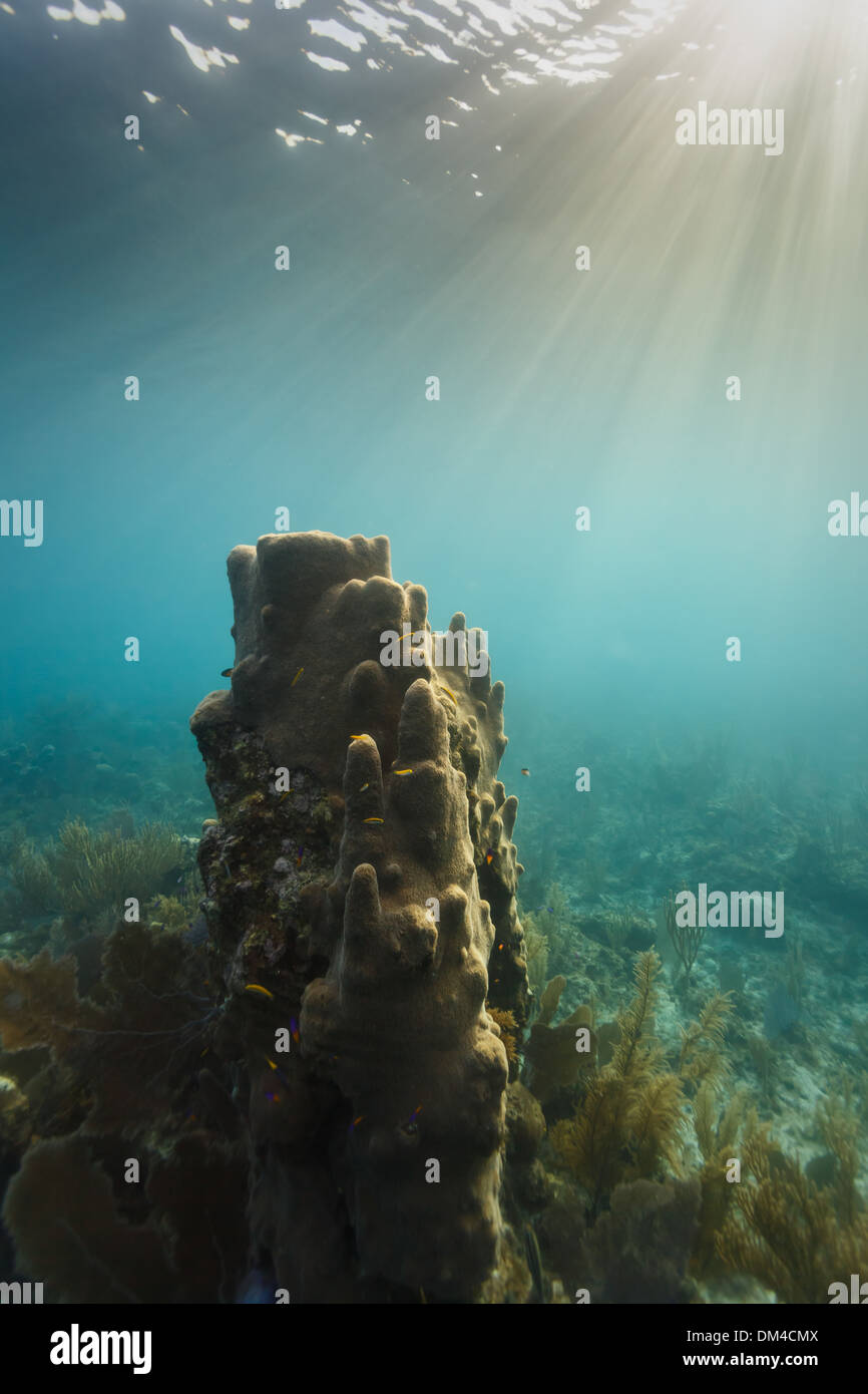 Die Sonnenstrahlen auf Giant tube Schwamm auf der Coral Reef vor der Küste von Belize wachsen Stockfoto