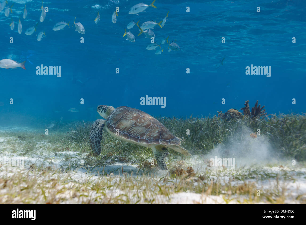 Schule der Fische und der Grünen Meeresschildkröte Chelonia mydas, Schwimmen auf der Hol Chan Marine Park Stockfoto