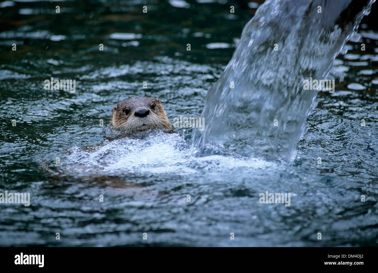 North American River Otter (Lontra Canadensis) Anfang Fischotter Im Wasser Nordamerikanischer (Lontra Canadensis) Stockfoto