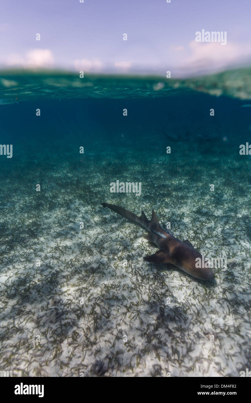 Nahaufnahme der Ammenhai schwimmen auf Korallenriff Hol Chan Marine Reserve Stockfoto