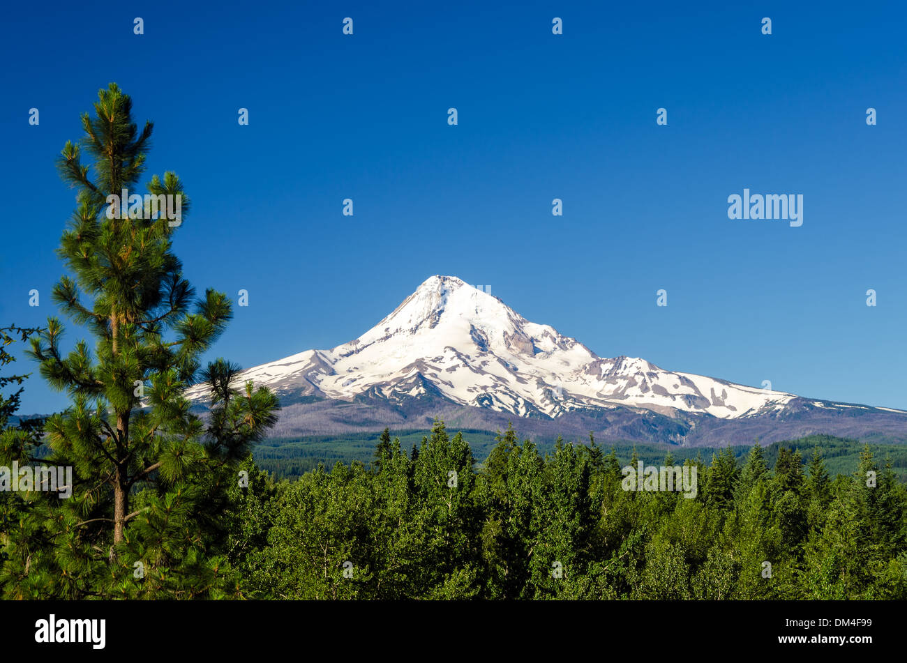 Mt. Hood erhebt sich über einem Pinienwald in Oregon Stockfoto