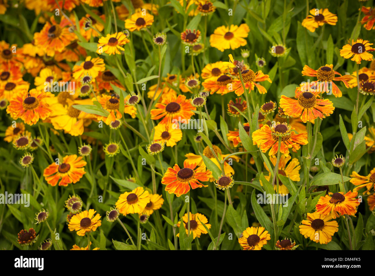 Leuchtend orange Helenium Blüten (Chipperfield Orange) Stockfoto