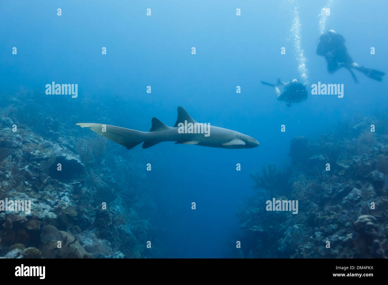 Nahaufnahme der Ammenhai schwimmen über Coral Reef Shark Alley Belize mit Taucher in der Nähe. Stockfoto