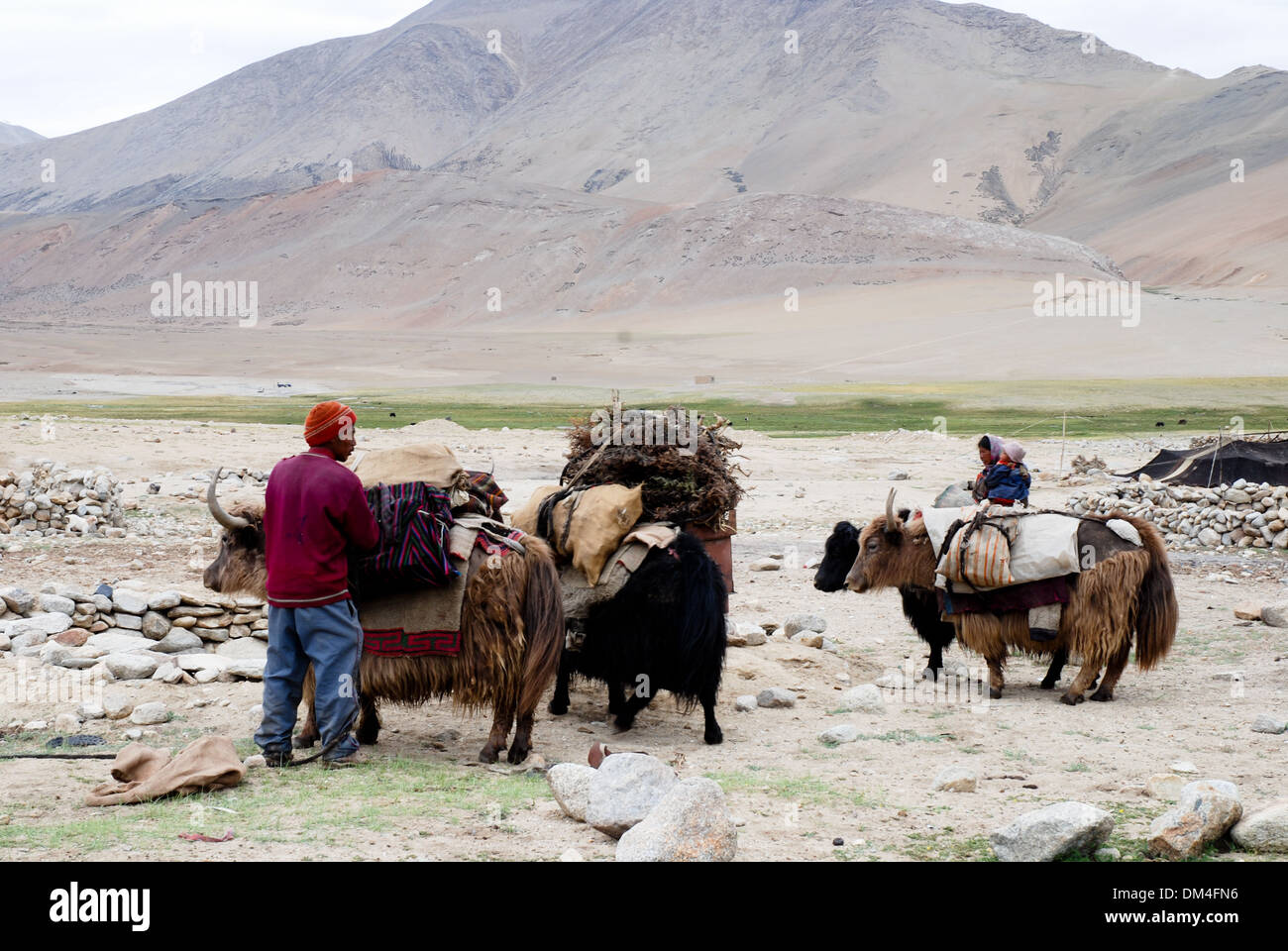 Ladakh, Indien - 21. Juli 2009: Changpa nomadische Hirten entladen Yaks am Tso Moriri See. Stockfoto