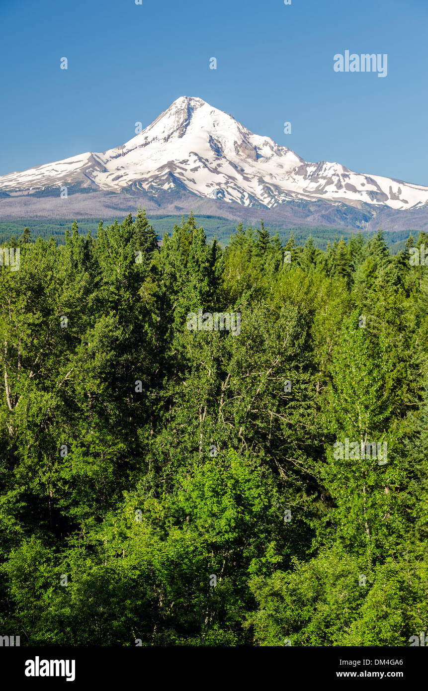 Vertikale Blick auf Mt. Hood erhebt sich über einem Wald in Oregon Stockfoto
