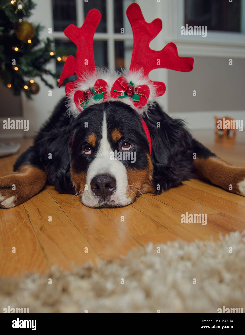 Ein junger Berner Sennenhund trägt Geweih und eine Weihnachtsmütze zu  Weihnachten Stockfotografie - Alamy