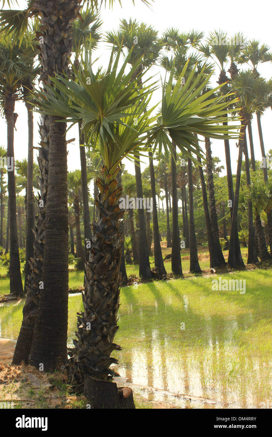 Palmyra-Palme Borassus Stockfoto