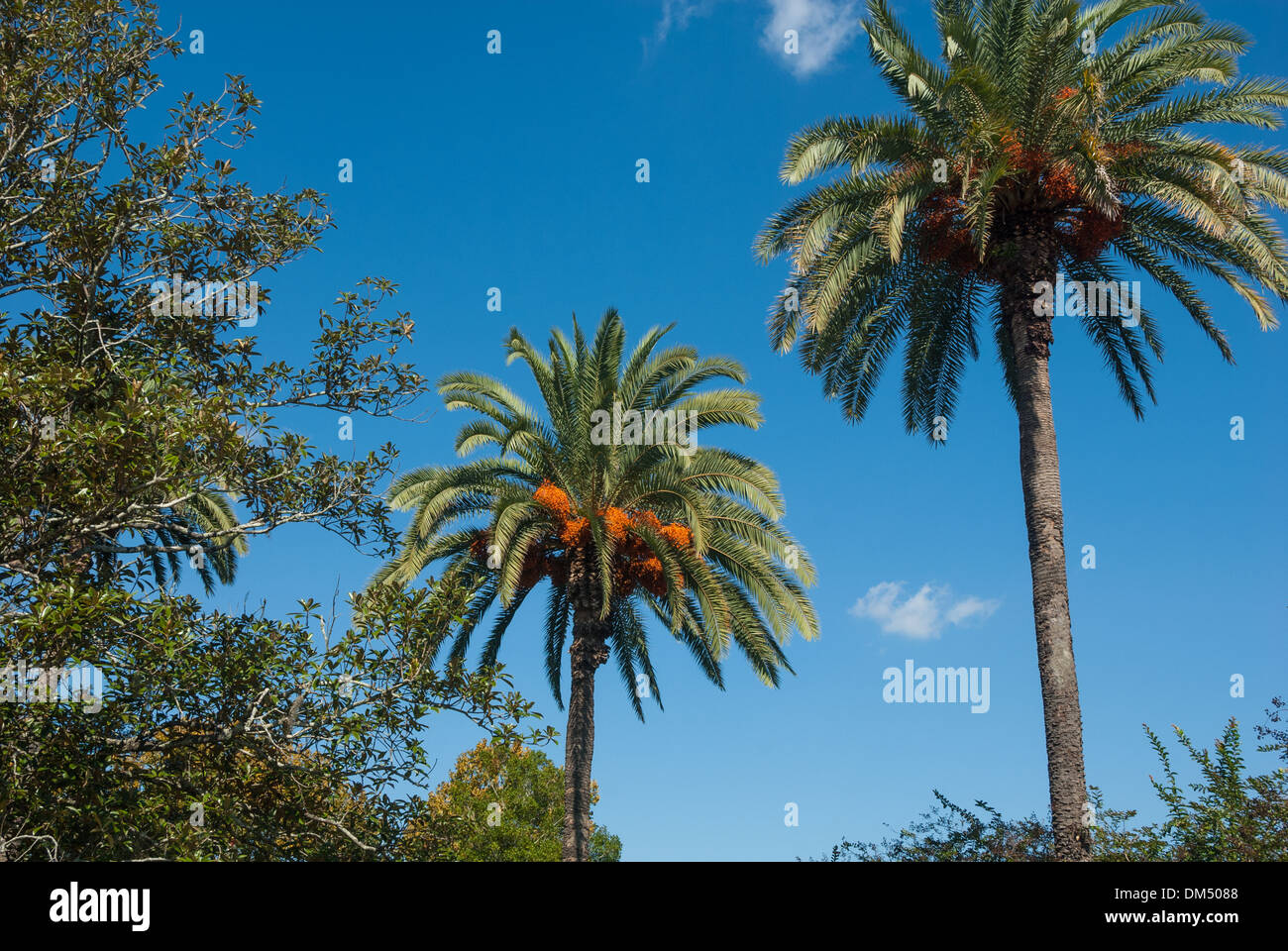 Auf dem Campus der Florida State University in Tallahassee, Florida, erheben sich stattliche Dattelpalmen der Kanarischen Inseln unter einem tiefblauen Himmel. (USA) Stockfoto