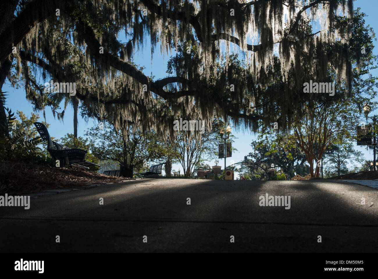 Tiefe Schatten betonen den hinterleuchteten spanischen Moos, der über einem Gehweg in der Nähe des Westcott-Gebäudes an der Florida State University hängt. (USA) Stockfoto
