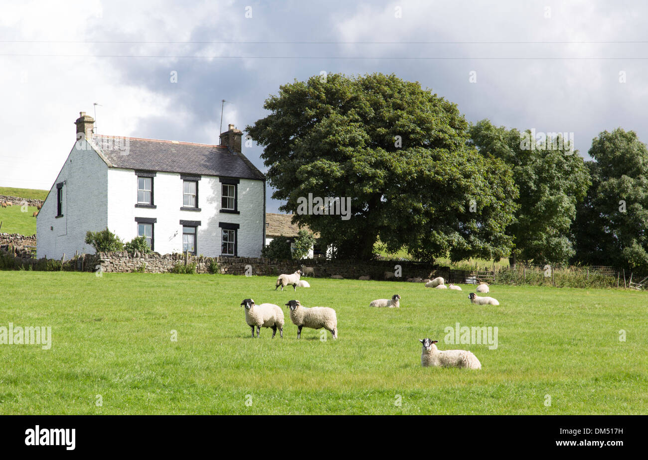 Traditionelle weiß getünchten Bauernhaus im oberen Teesdale, North Pennines Area of Outstanding Natural Beauty, England, UK Stockfoto