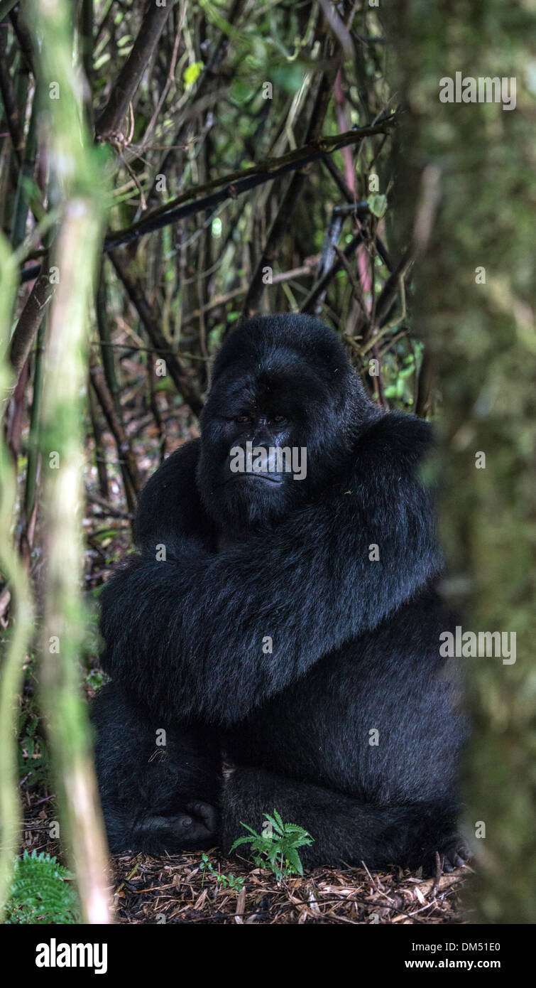Mountain Gorilla Beringei Beringei Volcanoes-Nationalpark Ruanda Afrika Stockfoto