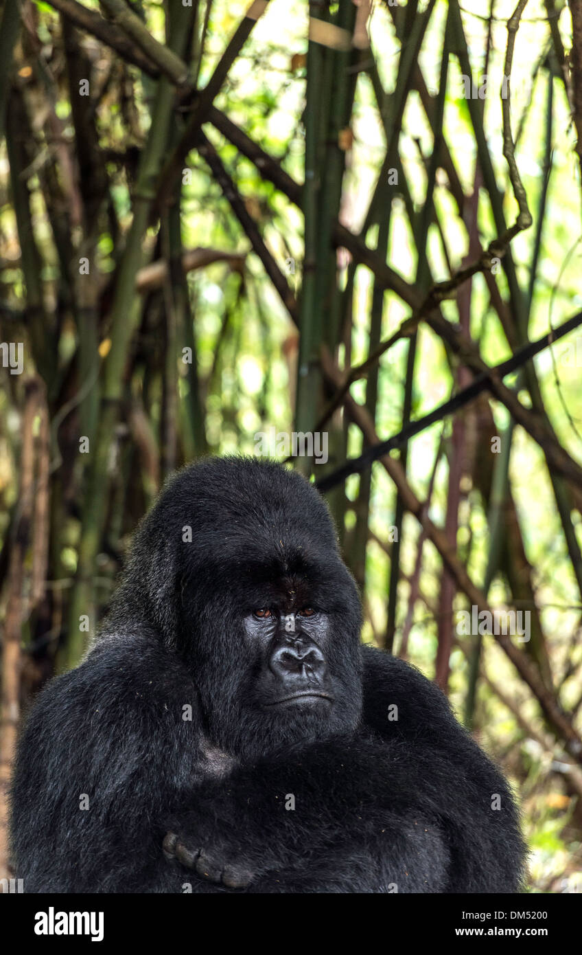 Mountain Gorilla Beringei Beringei Volcanoes-Nationalpark Ruanda Afrika Stockfoto